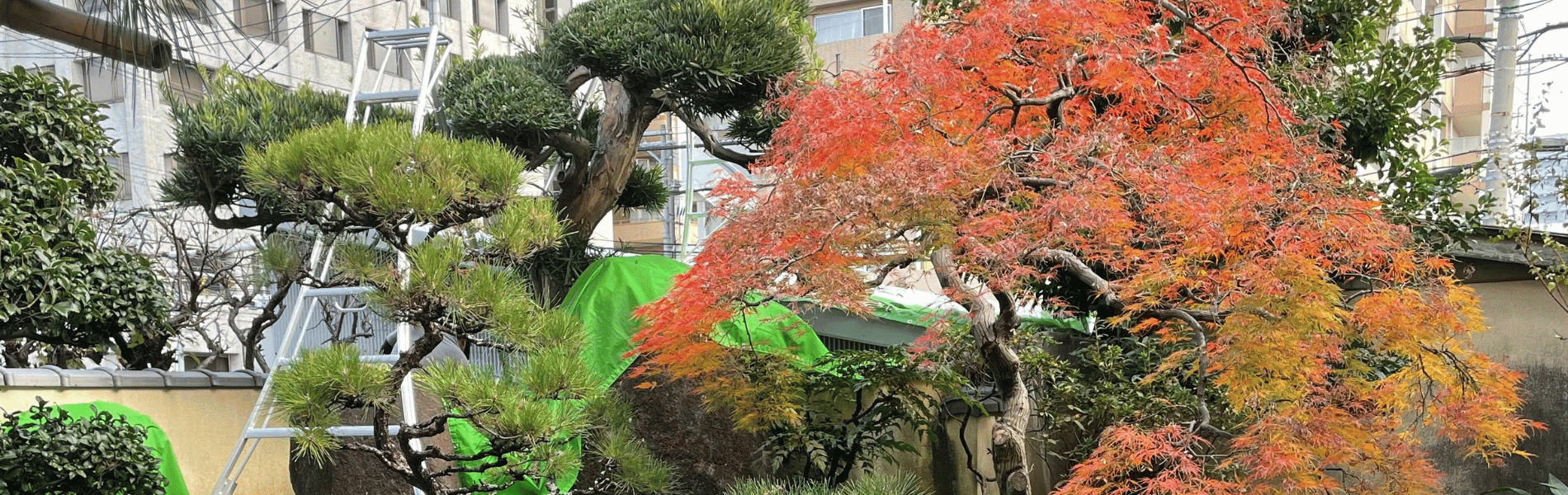 大阪　奈良　植木屋　真興園